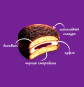 náhled Choco Pie Cerny rybiz 12*30g Orion